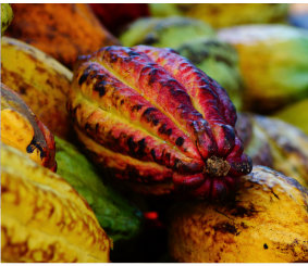 Cocoa Estates Image